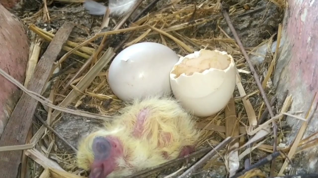 pegion build a nest