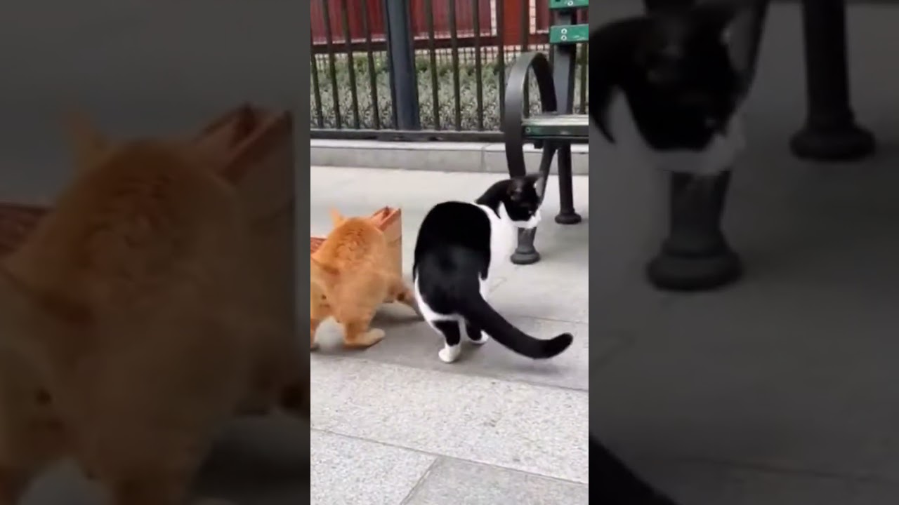 Two Cats, Zero Coordination: Street Talent Show Gone Wrong