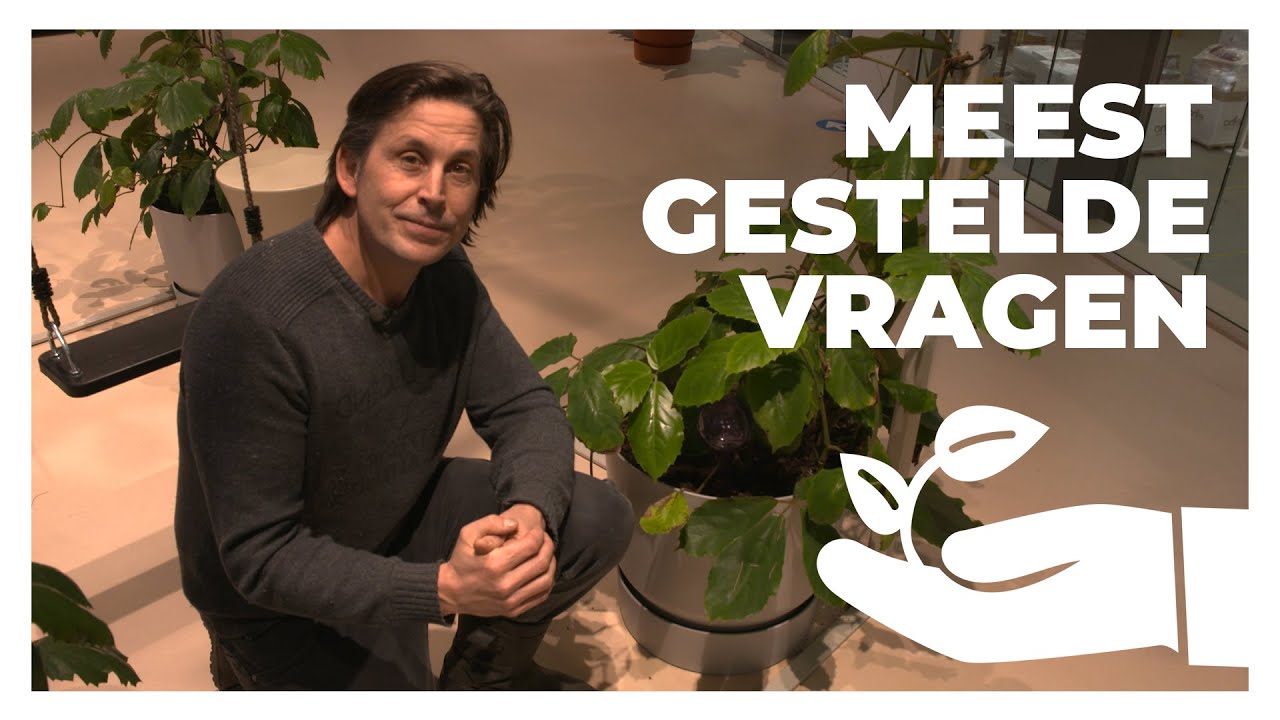 Welke pot kies ik voor mijn plant? | Lodewijks Groene Geluk