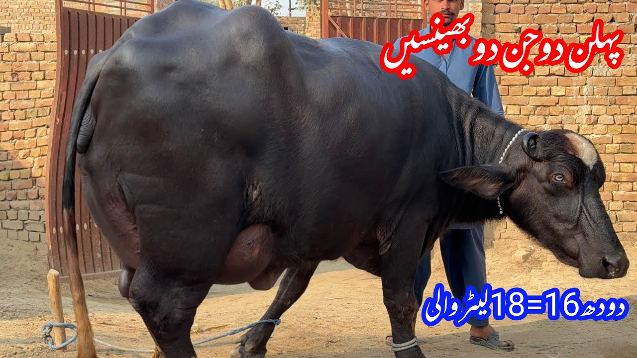 پیورنیلی کی پہلن دوجن دو بھینسیں براۓفروخت16جنوری | Pure Nilli Buffaloes for sale in Punjab Pakistan
