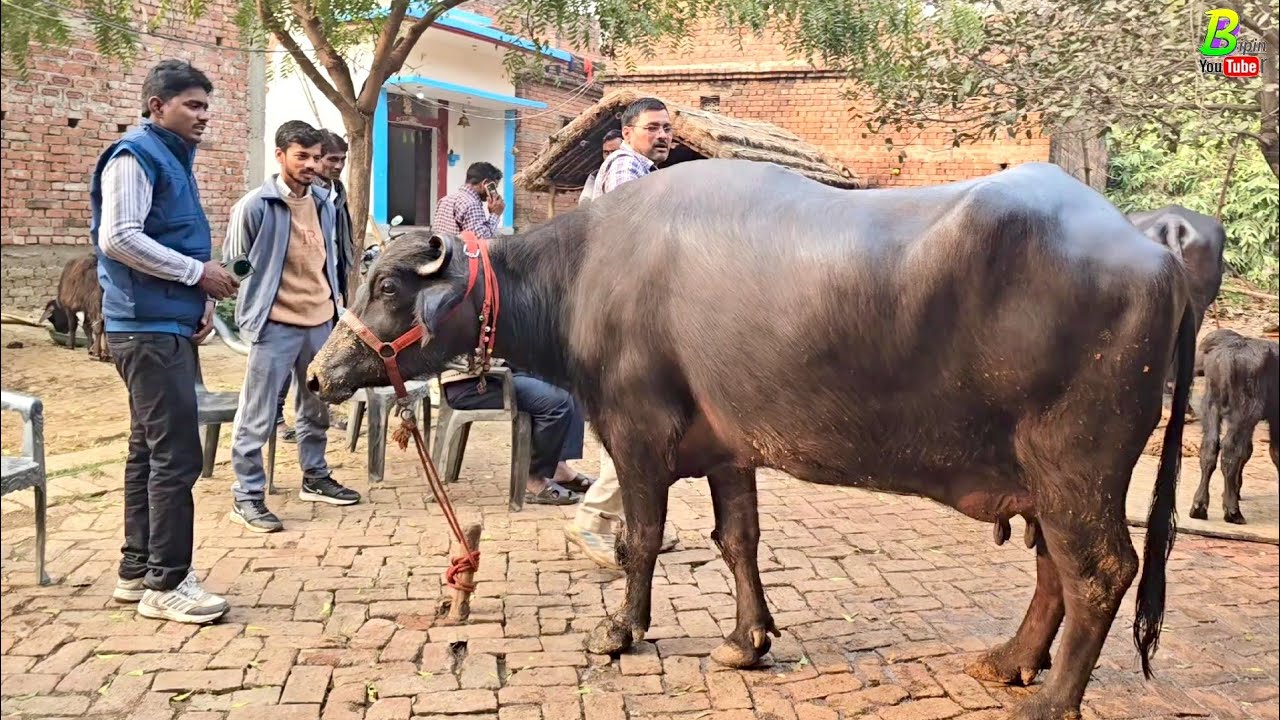 आज गिरी बाबा की सभी भैंसें एक साथ बिक कर झारखंड राज्य में जा रही है | Murrah Bhains Farm in U.P