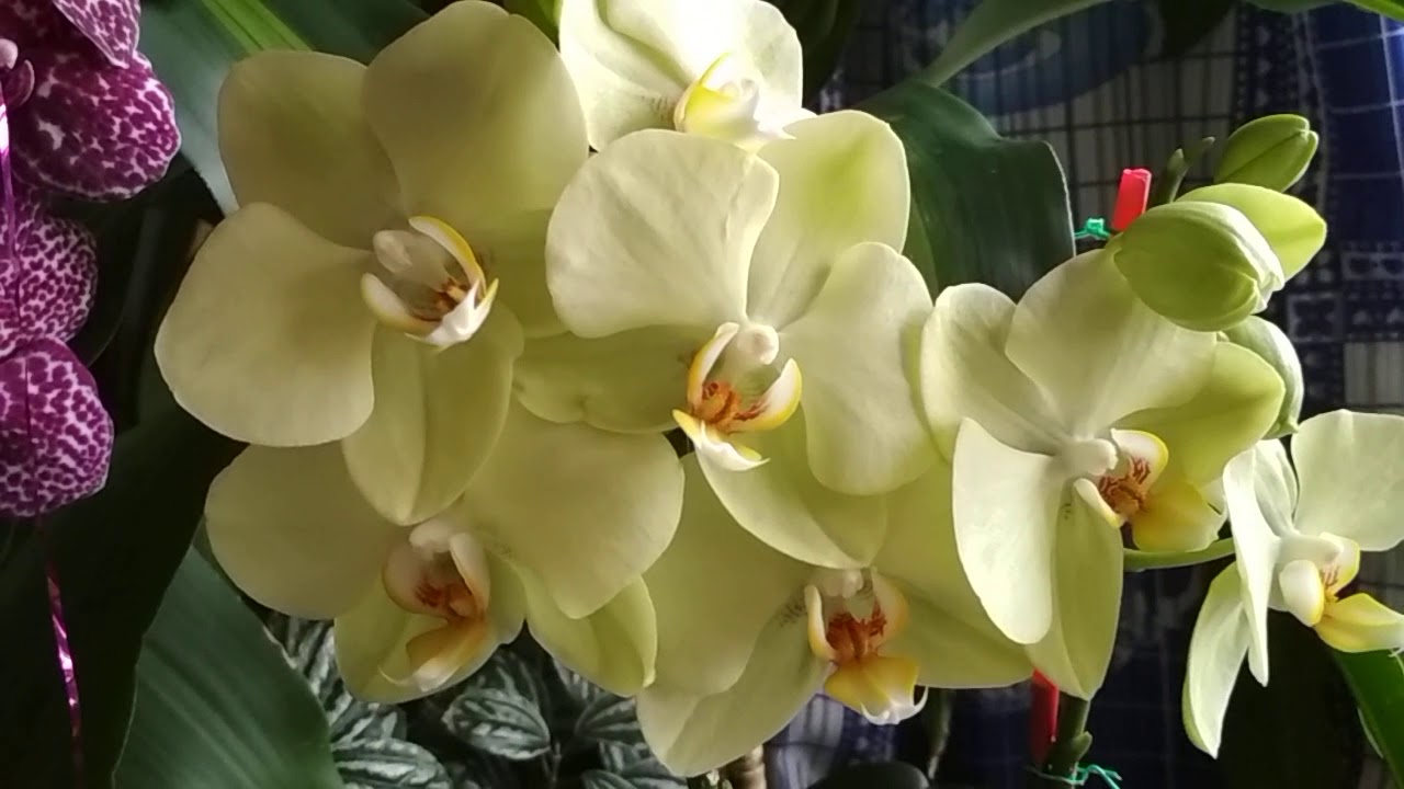 Орхидеи, которые цветут 🍀🌹ПЫШНО и  ДОЛГО🌹🍀(06.01.2021)