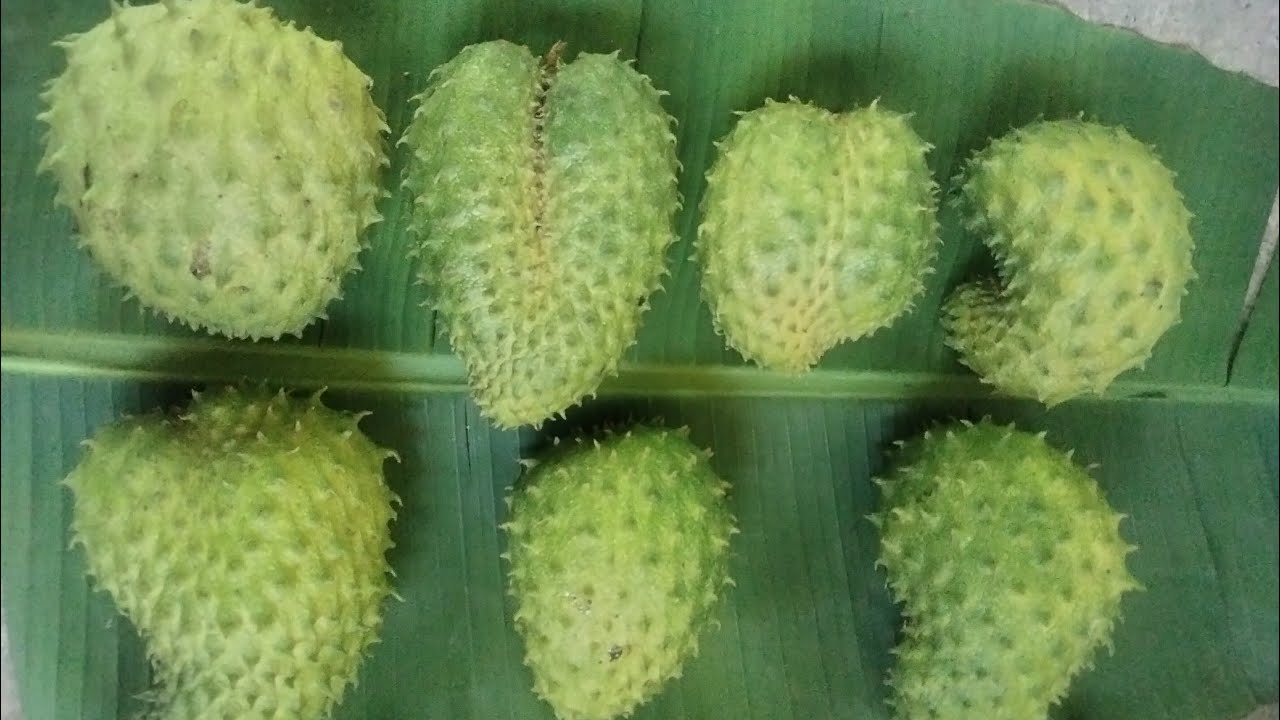 MAGHAHARVEST NG GUANABANO