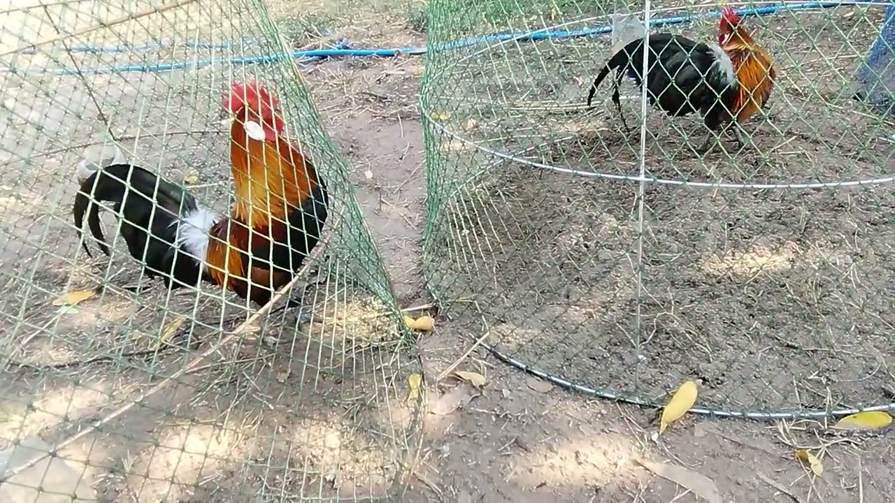 อันตรายจากการต่อไก่.จากผู้ล่าท่านอาจจะกลายเป็นคนถูกล่า.ผีบังตา.หรือหลอนยาคิดจะเป็นพรานใจต้องนิ่งคับ