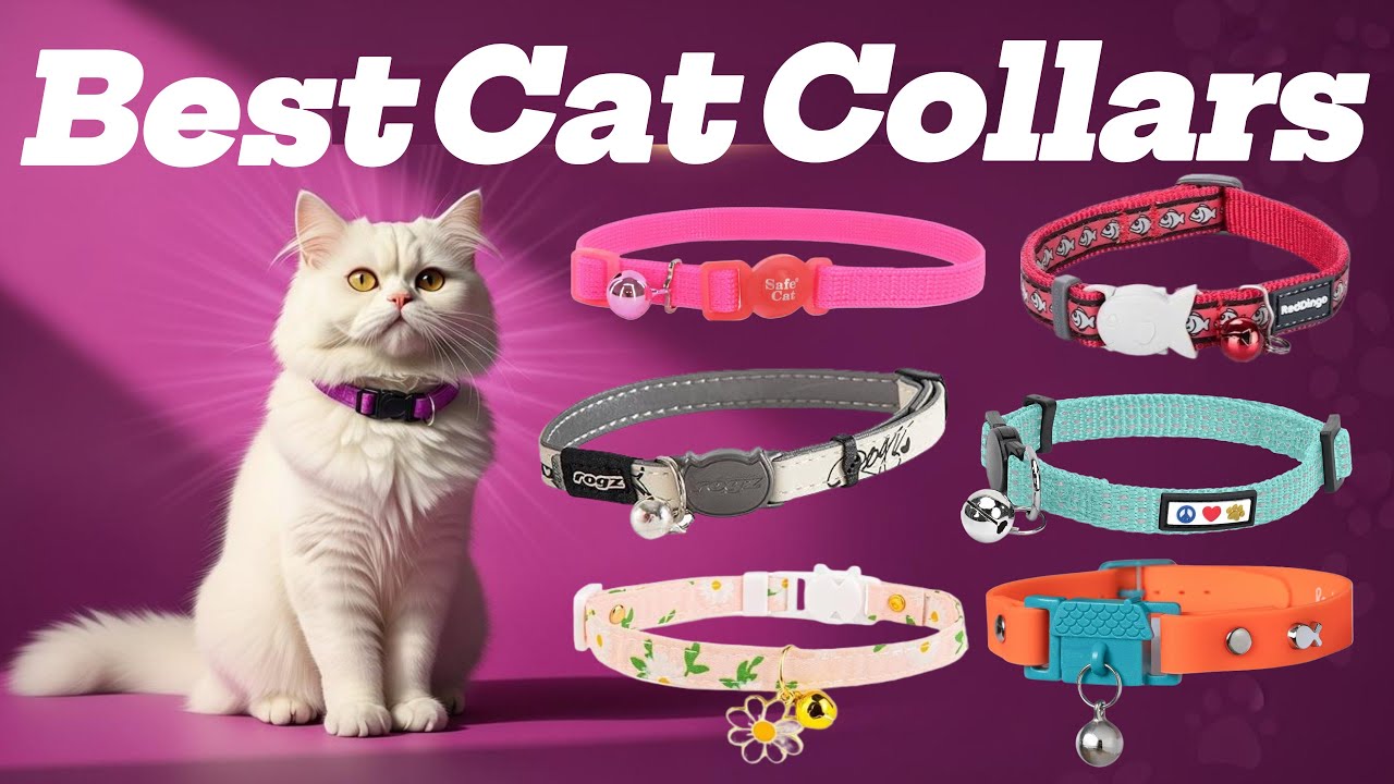 9 Best Cat Collars: We Tested Them All