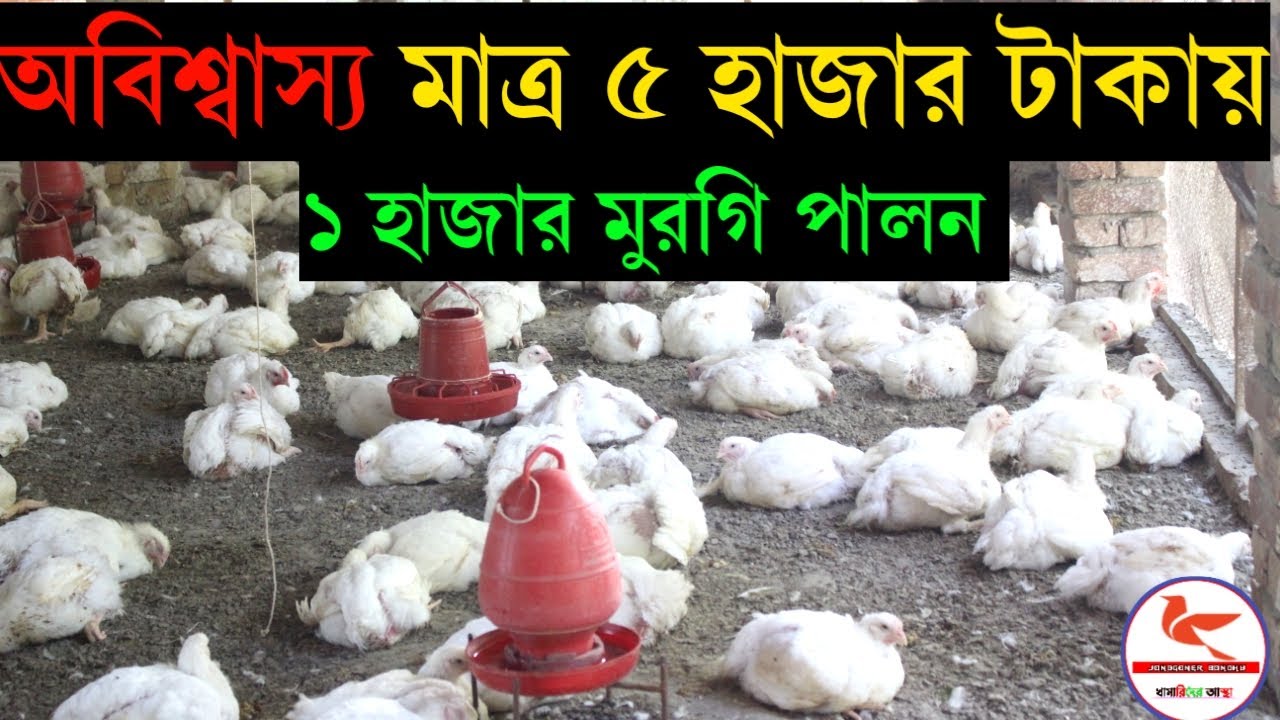 মাত্র ৫০০০ টাকা খরচ করে ১০০০ মুরগি পালন করলাম