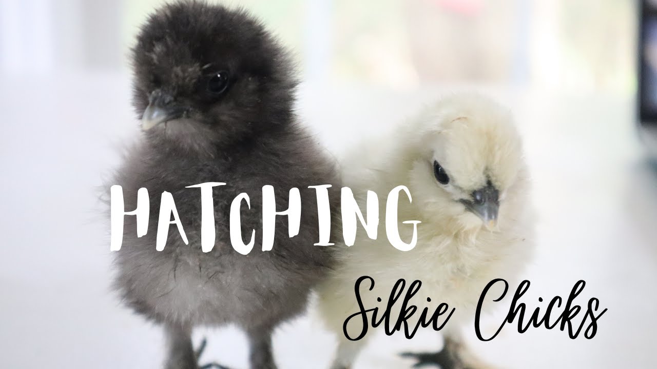 How to Hatch Chicken Eggs in Incubator | Silkies On the Homestead 🐣
