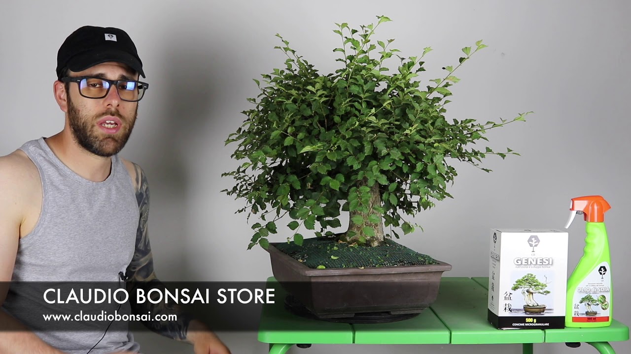 POTATURA ESTIVA POST DEFOGLIAZIONE OLMO BONSAI, COME RISOLVERE I PROBLEMI SULL'OLMO