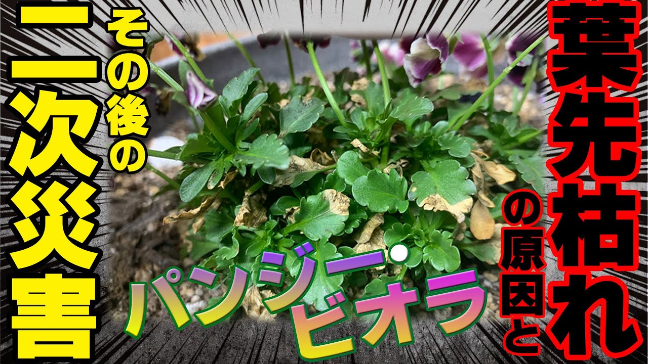 【早めの処置と予防を忘れずに】パンジービオラの葉先枯れの原因とその後の二次災害！