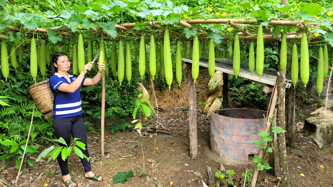 Harvesting sweet luffa and green vegetables from the garden for sale - Cooking