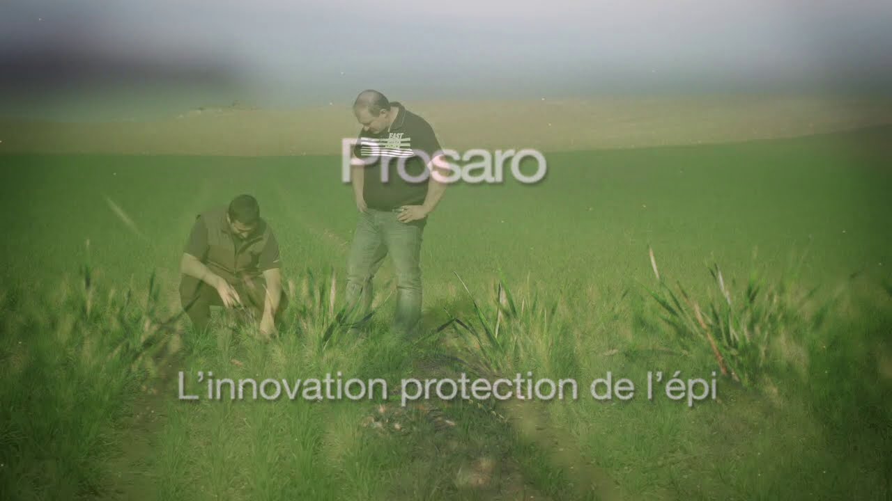 Prosaro :  fongicide de protection de l'épi contre la fusariose