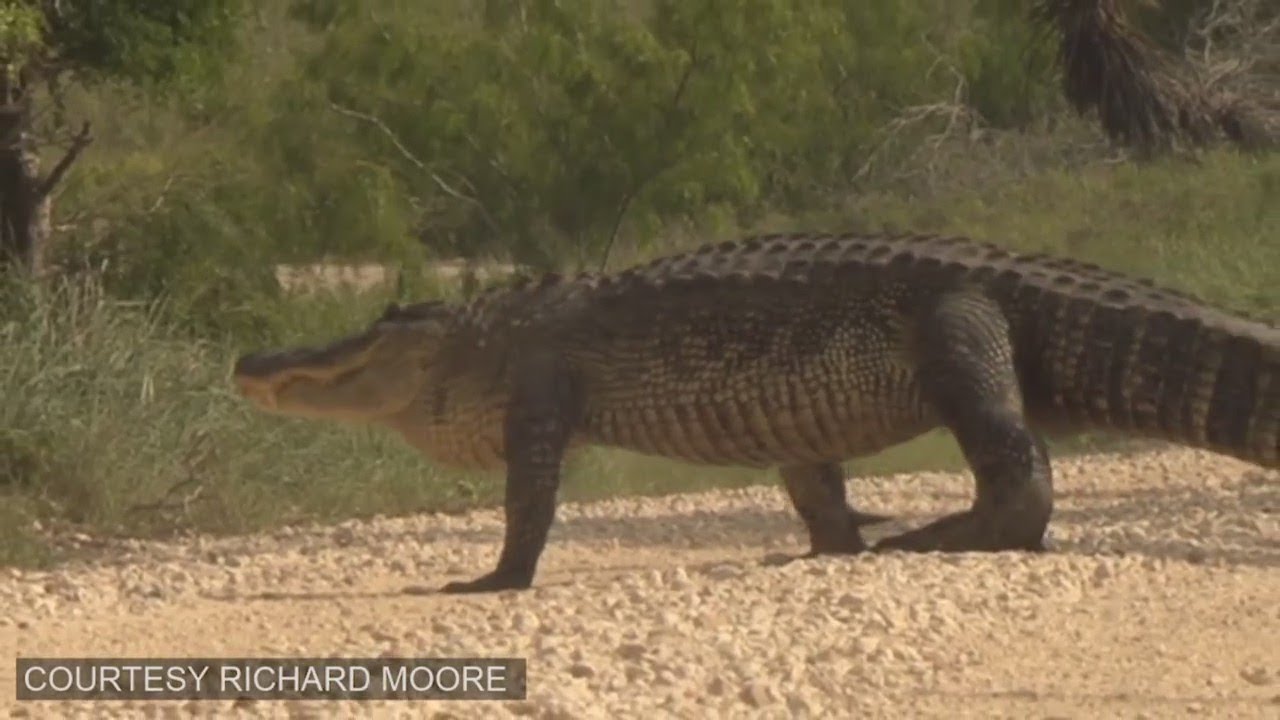 What You Need to Know About South Texas Gators and Snakes