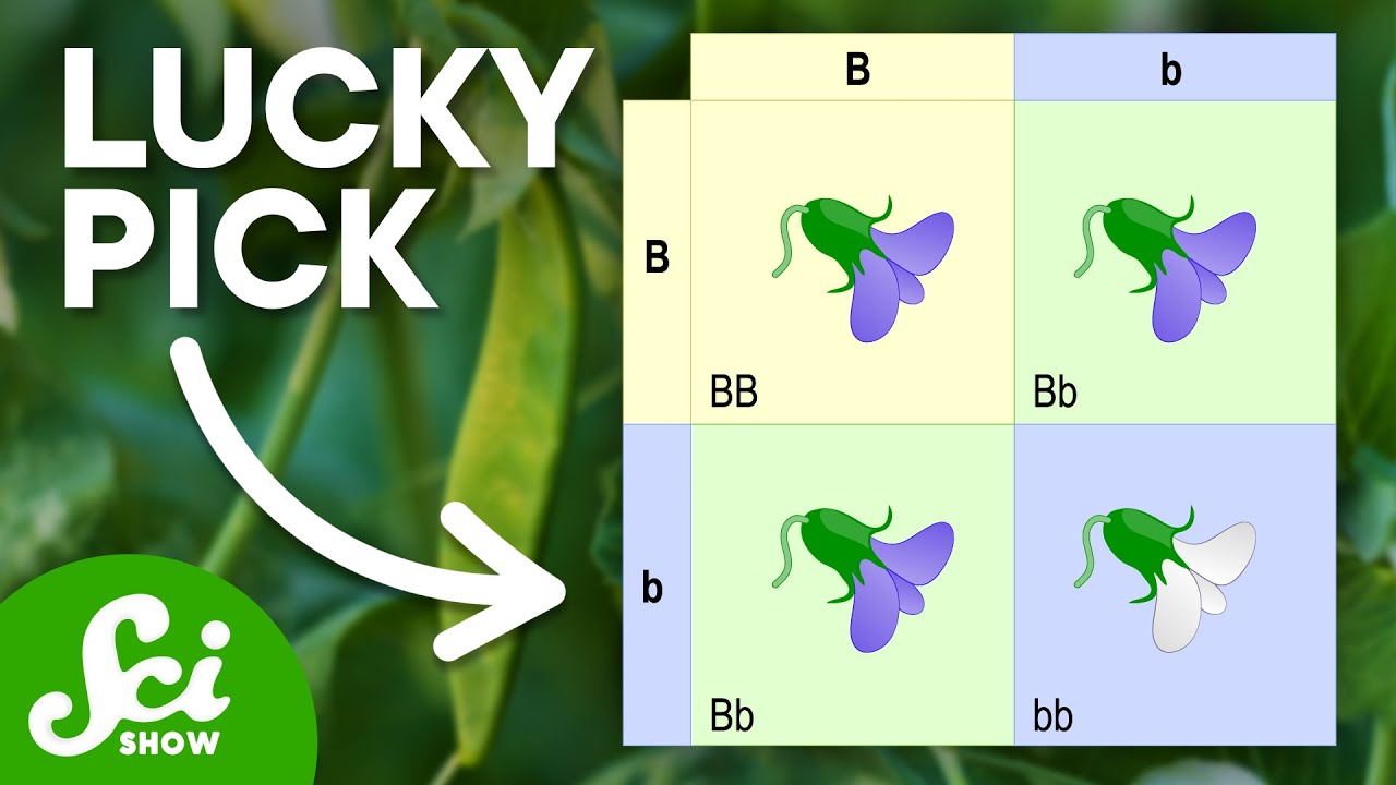 Mendel Got Extremely Lucky (...or Maybe He Lied)