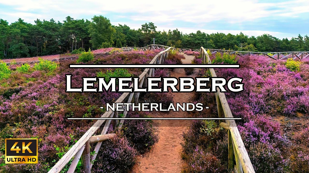 💜🇳🇱 Purple Heather Lemelerberg from above | Aerial 4K Video | DJI Mini 4 Pro
