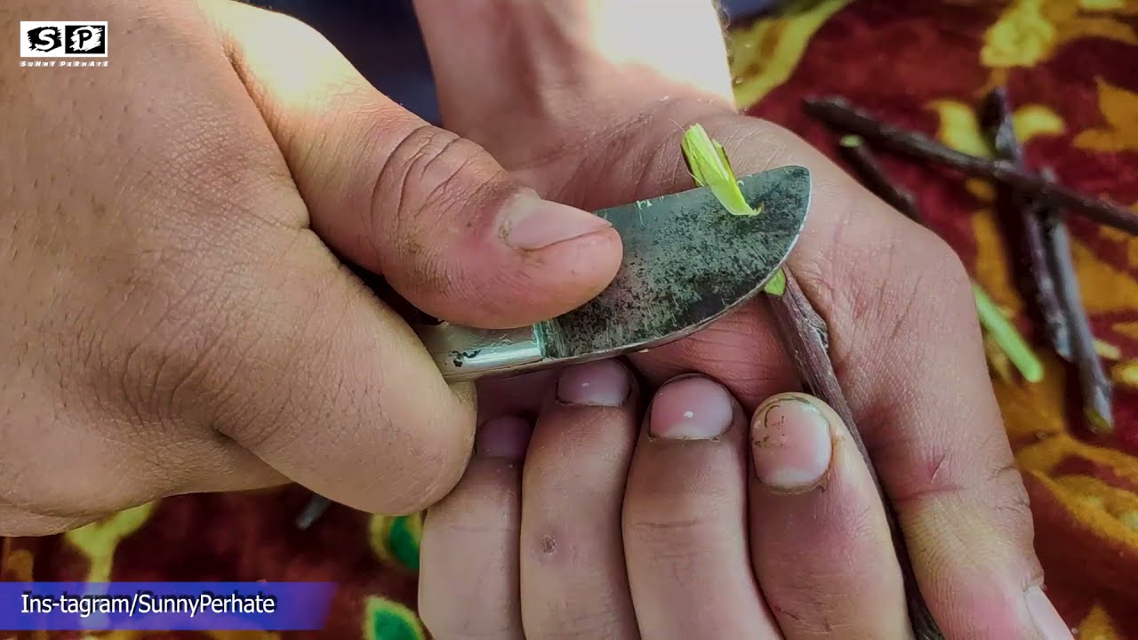 How to Graft🍎 Apple Tree || Tongue Grafting || Grafting Fruit Trees | The best grafting Techniques