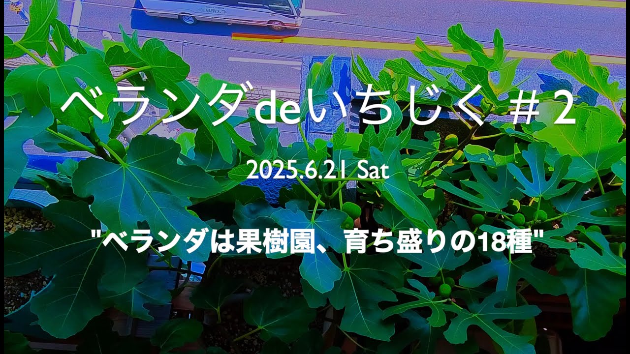#2  夏のベランダいちじく18品種紹介｜特徴・育て方の記録【ベランダdeいちじく】｜Summer growth of 18 fig varieties｜Fig Growing Record