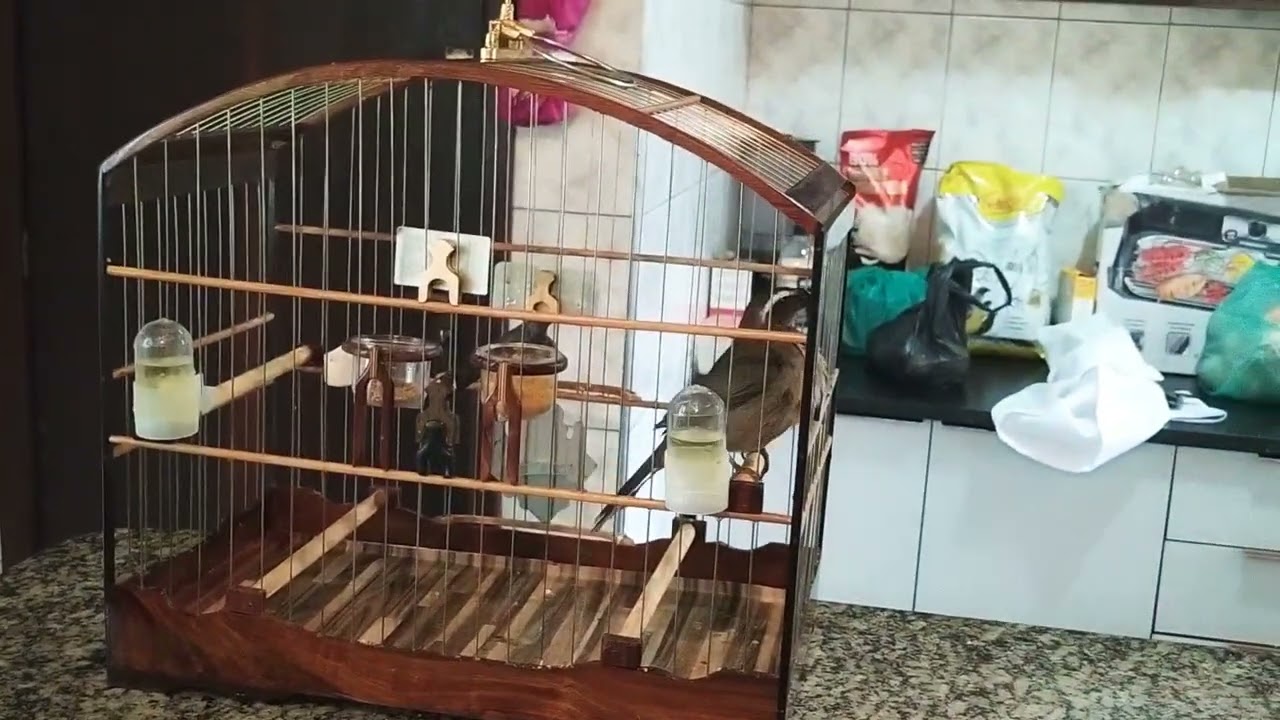 Trinca ferro filhote com 1ano de vida vai ficar uma m&aacute;quina ! Criat&oacute;rio S&oacute; da Top