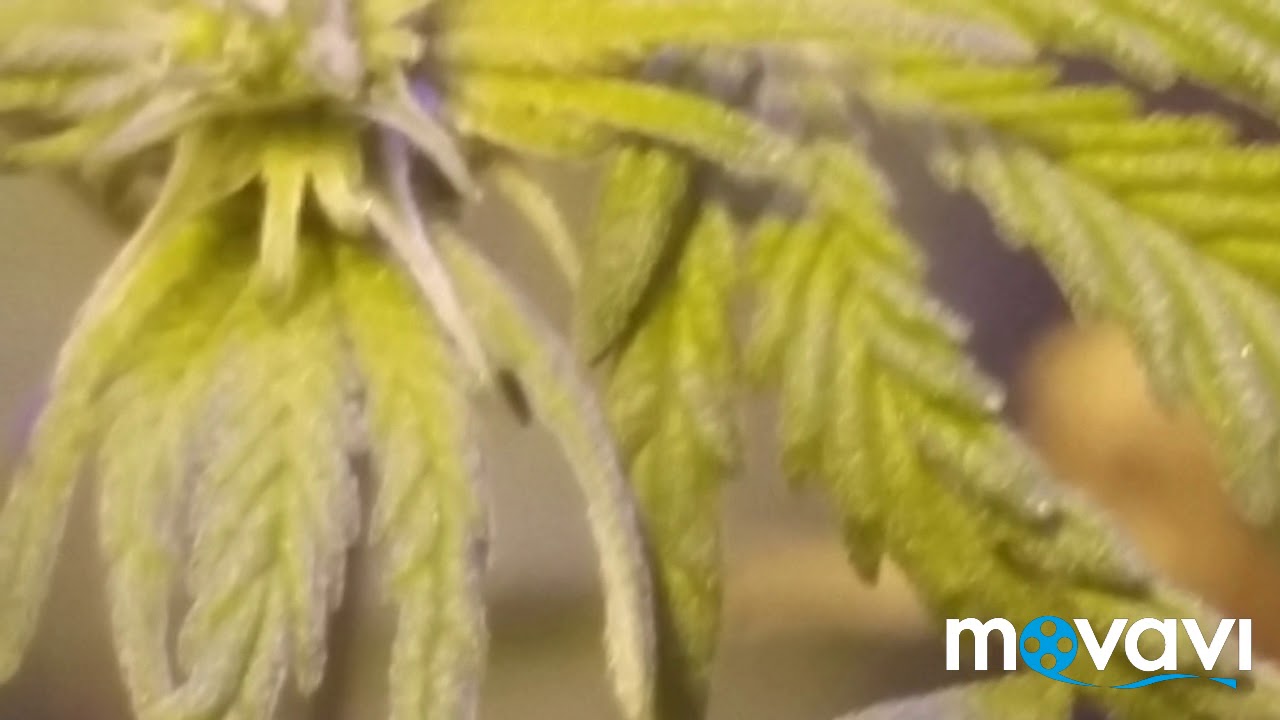 Early signs of a Male plant