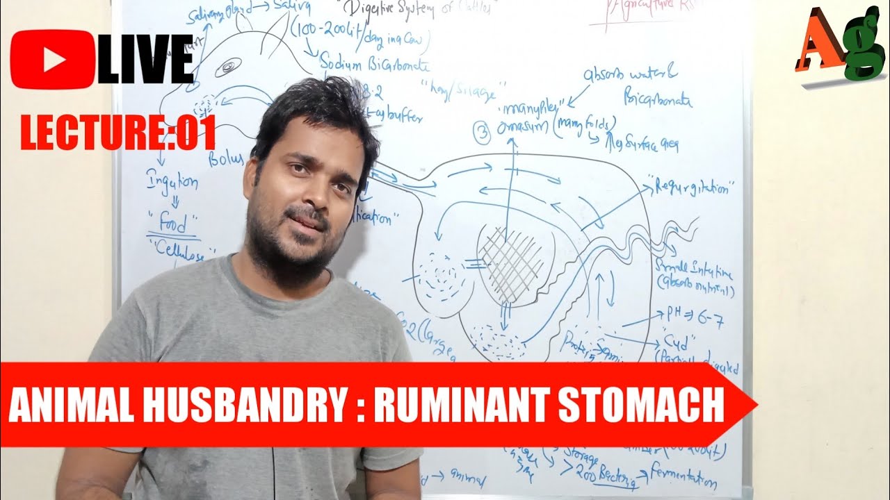 Animal Husbandry | Livestock | Digestive System of Cattle | Ruminant Stomach | Lecture-1