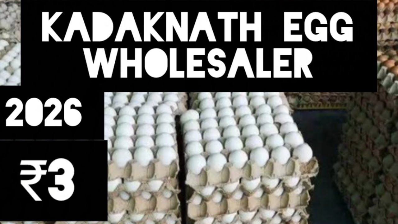 2026 kadaknath egg wholesale market,EGG wholesale business