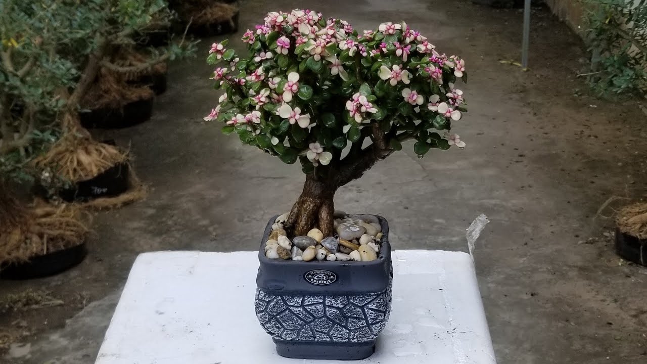 ngọc bích đô la bonsai mini cây phong thủy | cây cảnh tết 2021 | 0933368532