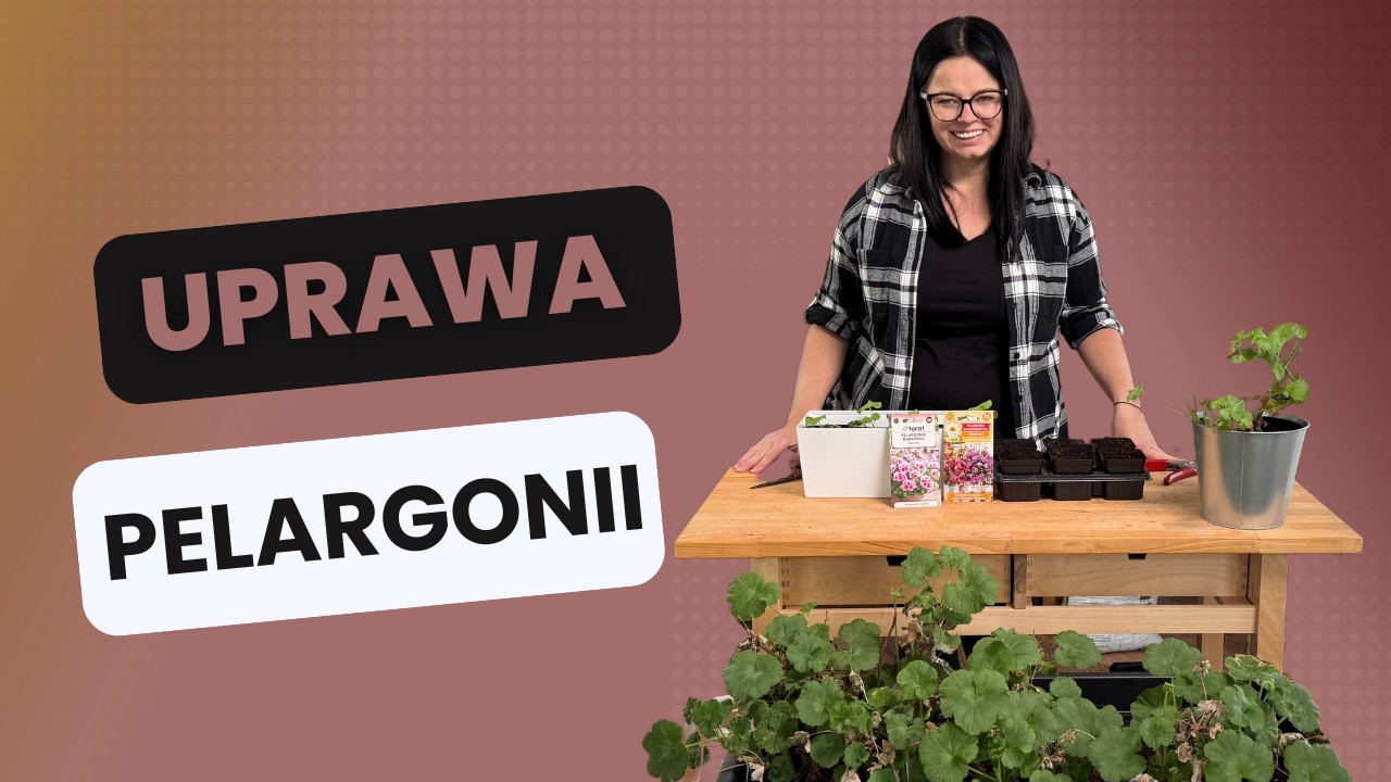 UPRAWA PELARGONII  |  KALENDARZ OGRODNIKA| Kasia in