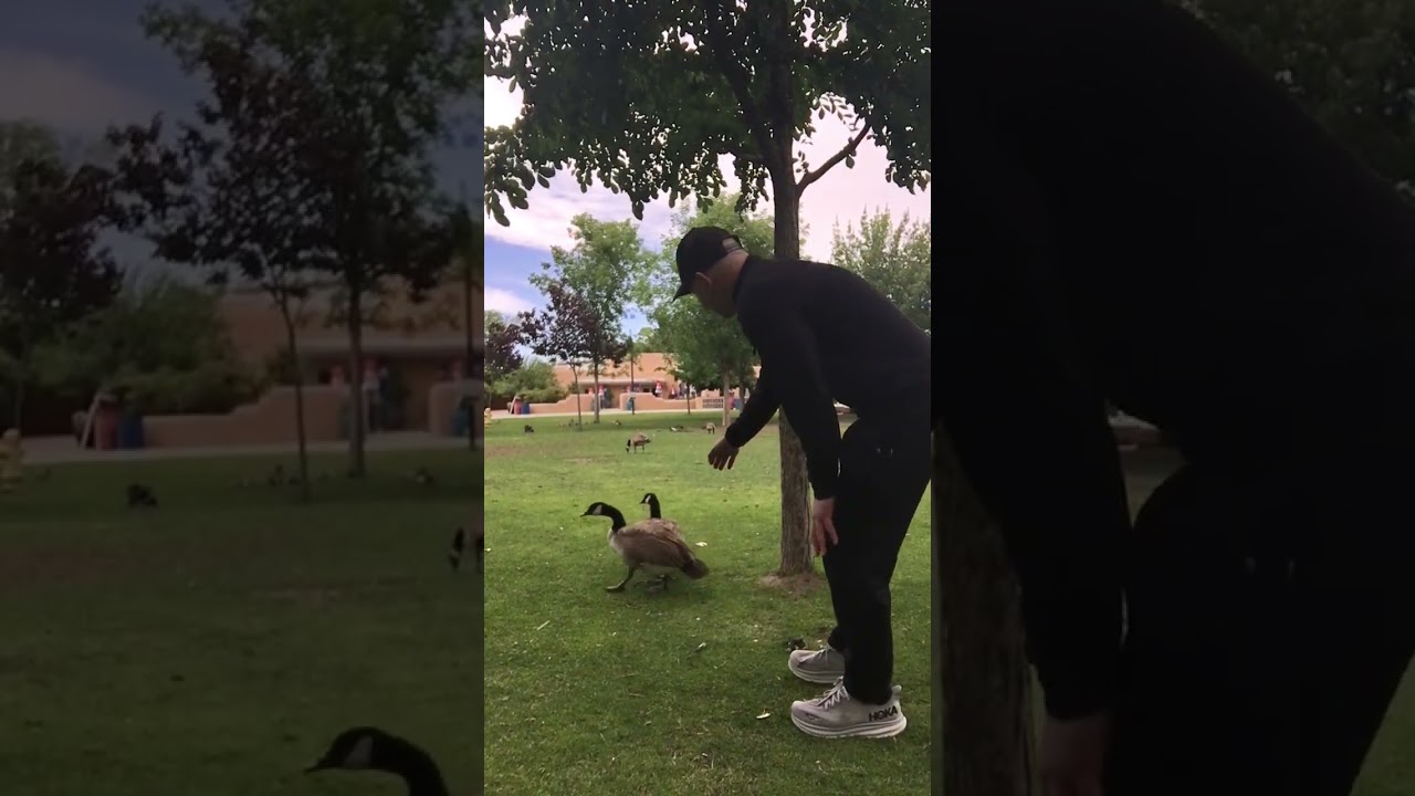 These Geese Run My Life Now 😂  Backyard Goose Life🪿🦆 #goose # pets #birds #shorts