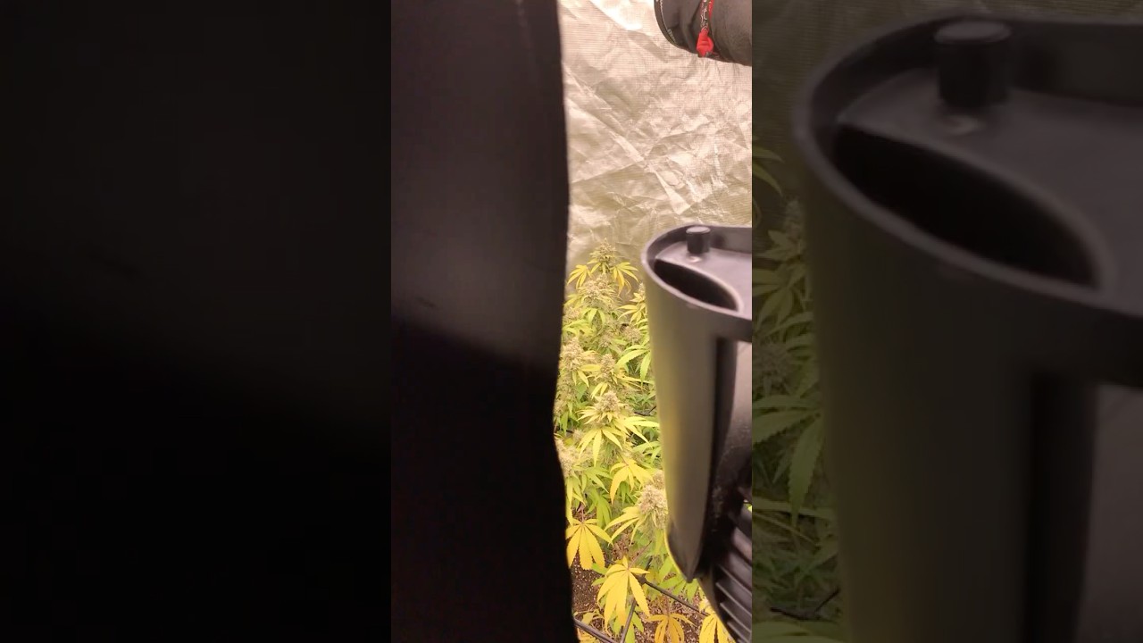 Day 61 - 5 to 10 days before harvest - 4x4 Living soil organic 35 gallon