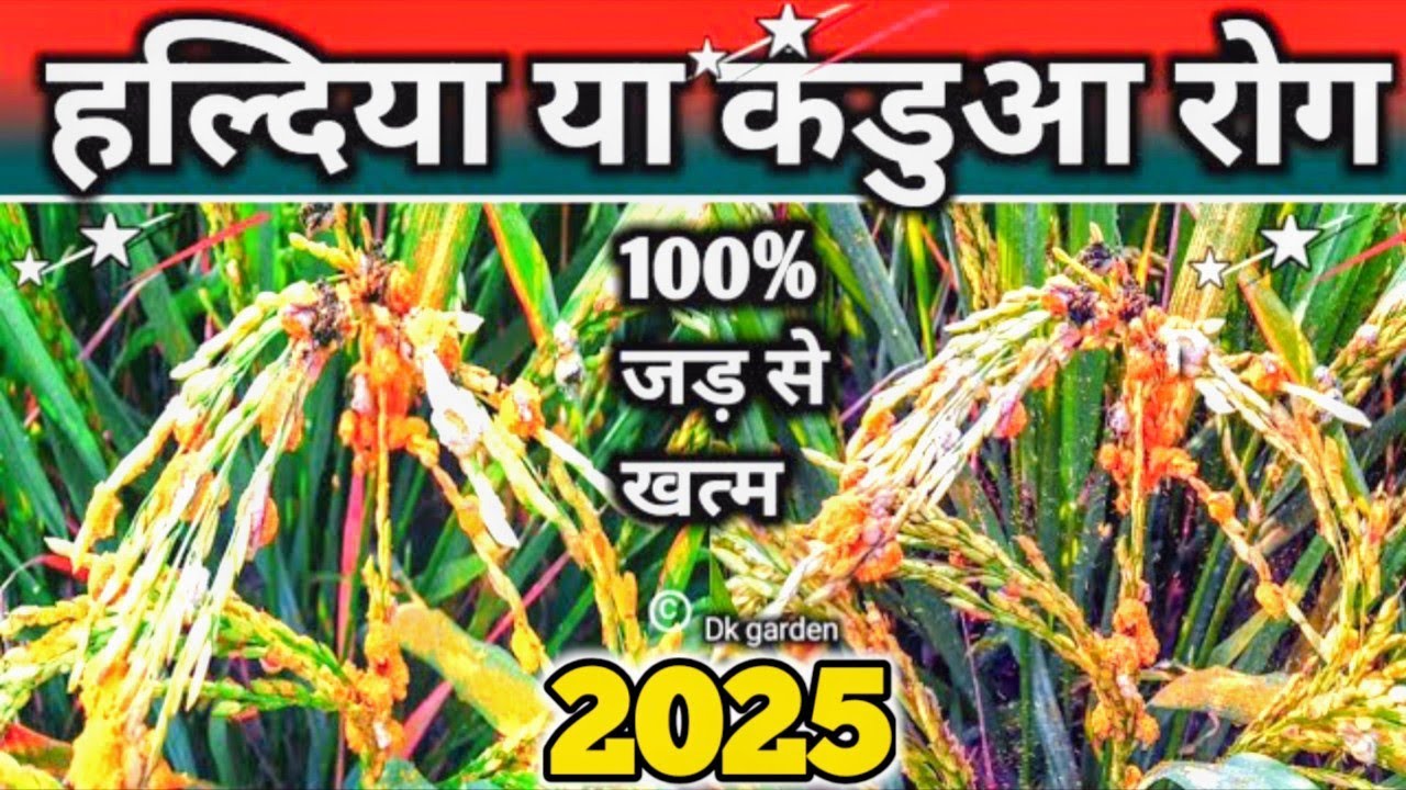 धान में कंडुआ या हल्दिया रोग की सबसे अच्छी दवा।। false rust Disease of paddy.#kanduainpaddy#rust