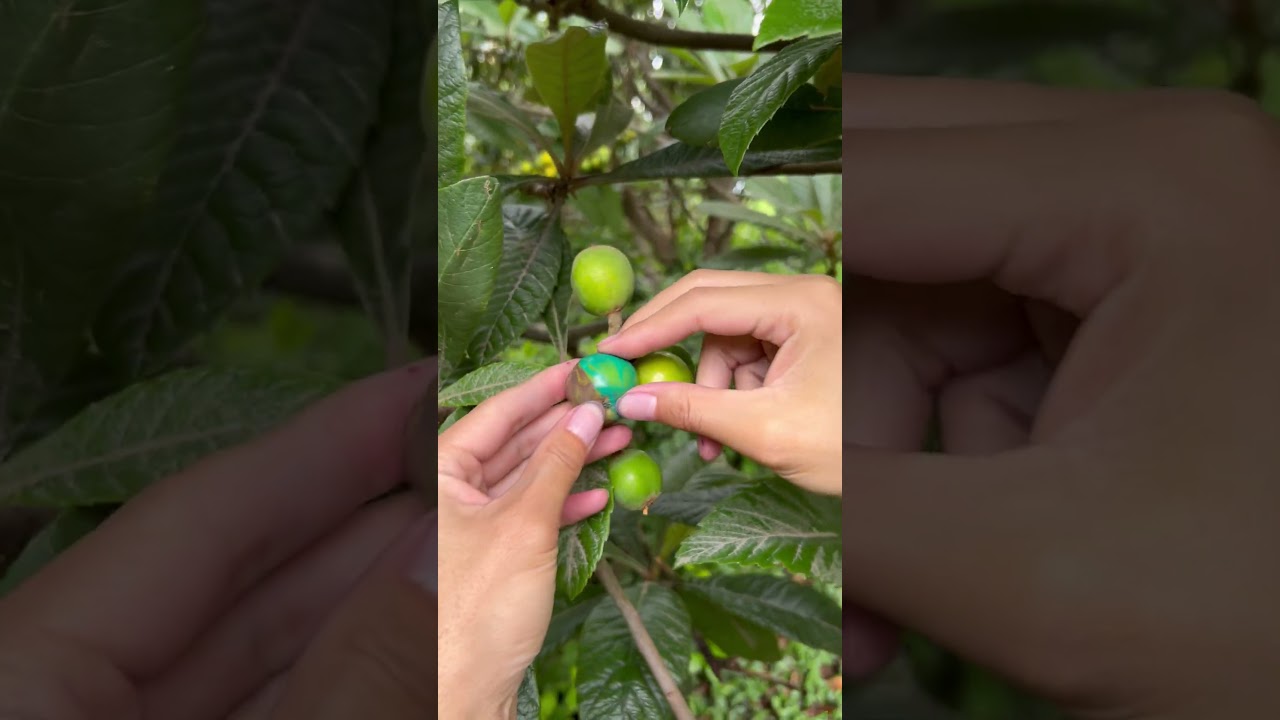 Ever Tried This Fruit? Loquat Picking in Action! 🍊#Loquat #FruitPicking #FreshFruit #FruitLovers