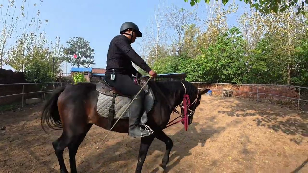 马圈关于驯马这一块你们有谁不服气的大可来找我，用实力来说话！ #河南驯马小伙骑士威 #易明马道 #中国人的驭马之道 #以柔克刚驯马法 #传播中国马文化