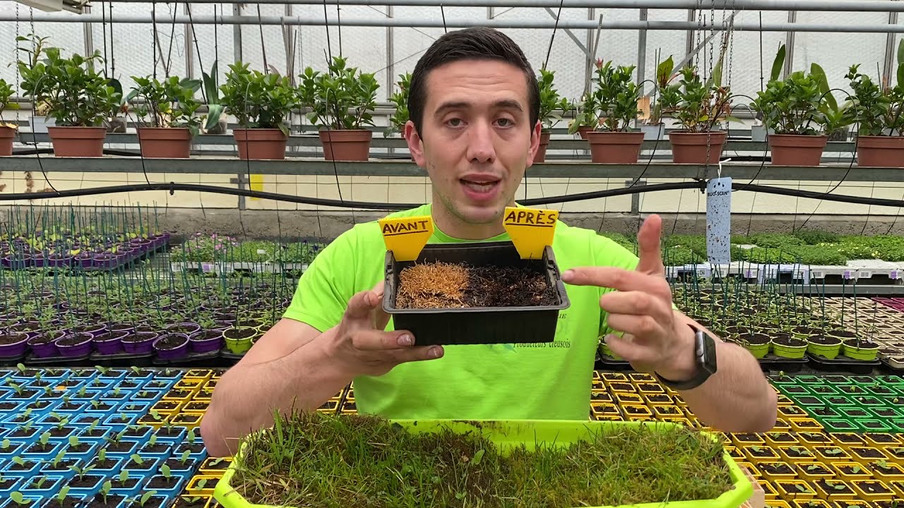 Comment éliminer la mousse dans le gazon : solution naturelle et efficace !