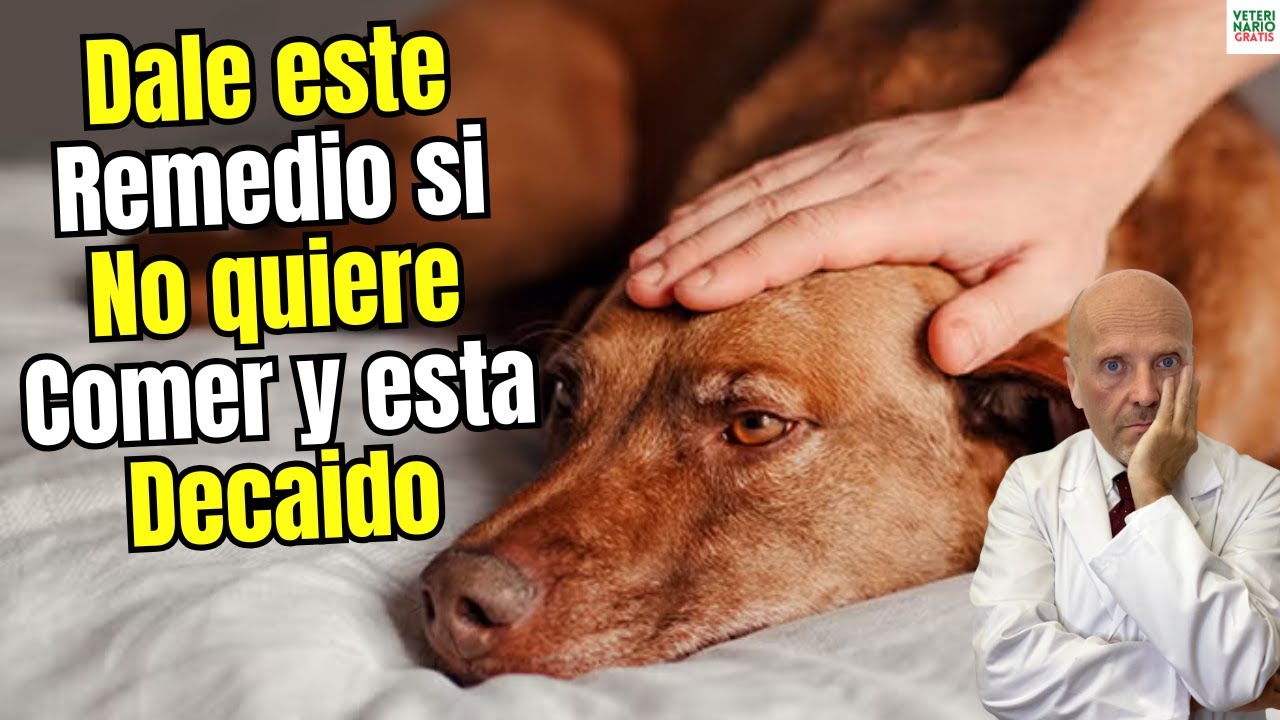 🐶😔 MI PERRO NO QUIERE COMER Y ESTA DECAIDO QUE REMEDIOS CASEROS LE PUEDEN AYUDAR🐶😔