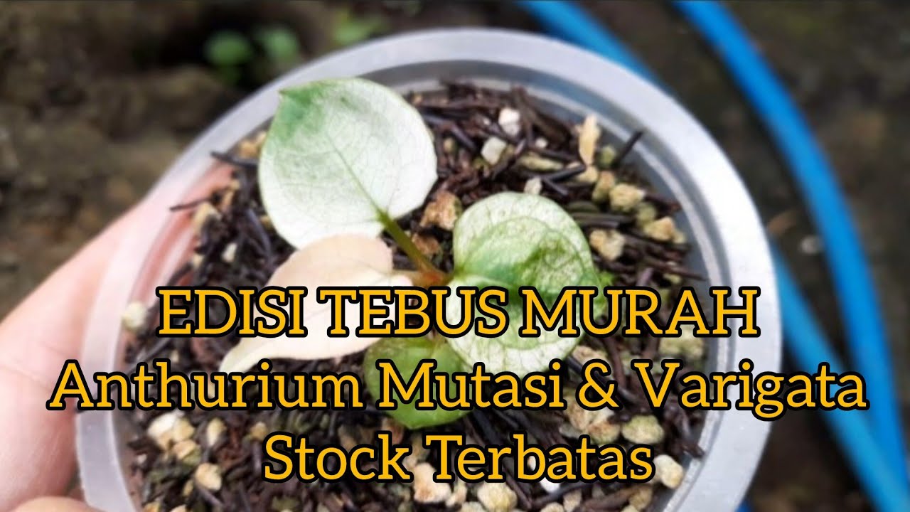 CHEAP REDEMPTION EDITION 17 Mar 26 Anthurium Mutations and Variegates Limited Stock Low Price