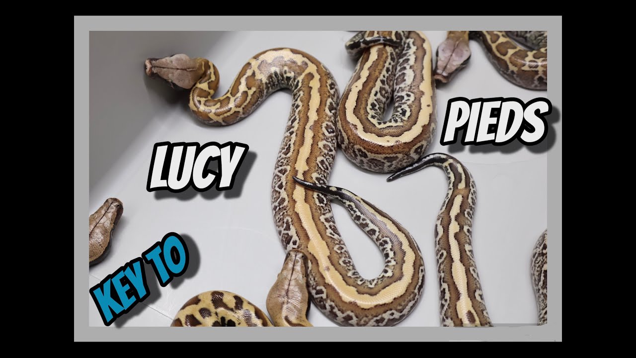 Next Level Blood Python Project. Pied Het T- Albino x Druid Het T+ Albino Clutch!