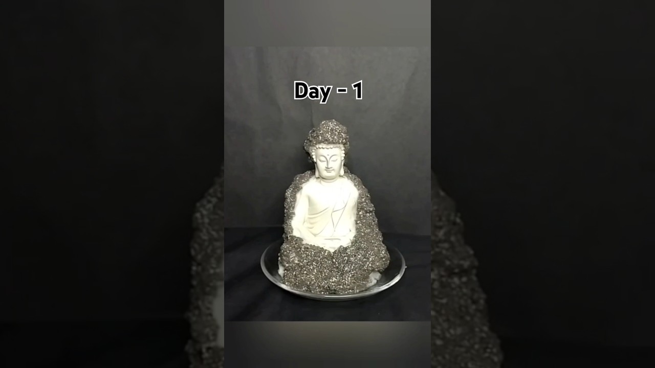 🙏Growing chia seeds with buddha statue #garden #amazingtimelapse #gardening #ytshorts #timelapse