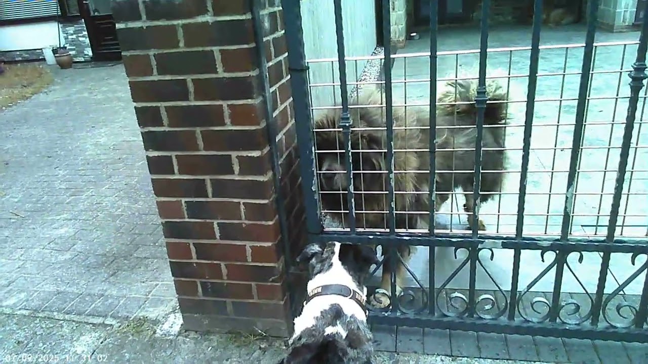 Blue dog meets huge dog, think its a tibet mastiff, he is a big guy either way