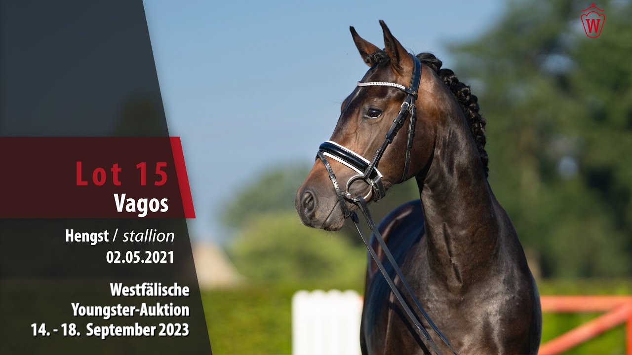 Youngster-Auktion Lot 15 Vagos Hengst v. Vaderland - Fidermark