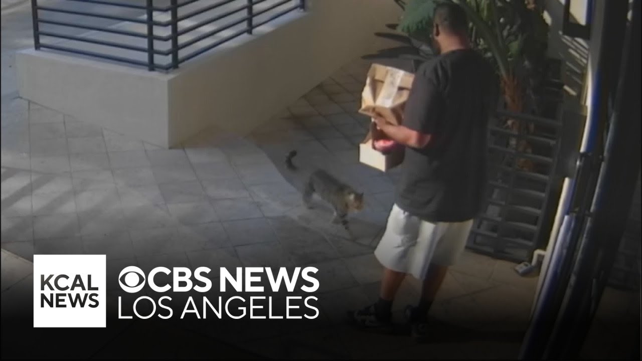Delivery driver returns cat to West Hollywood owner