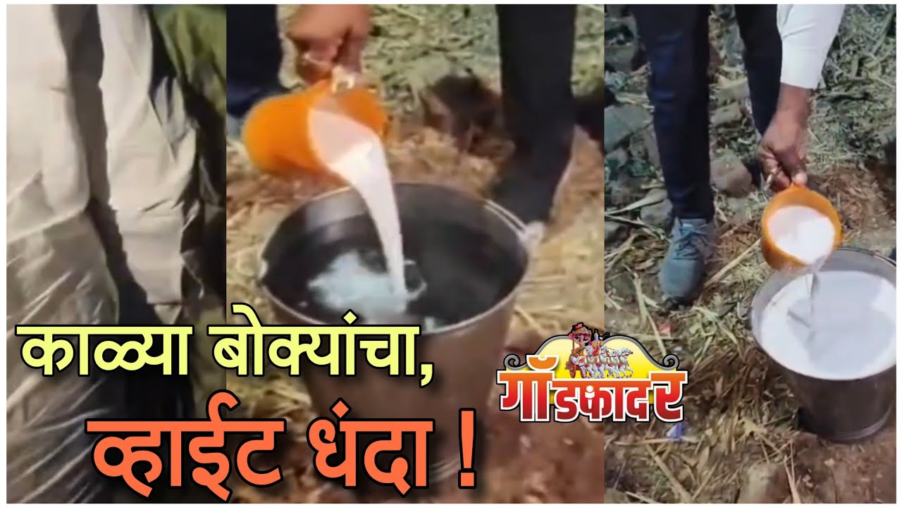 काळ्या बोक्यांची विषारी दूध बनविणारी फॅक्टरी! #godfathernews #marathinews #marathi #ahilyanagar