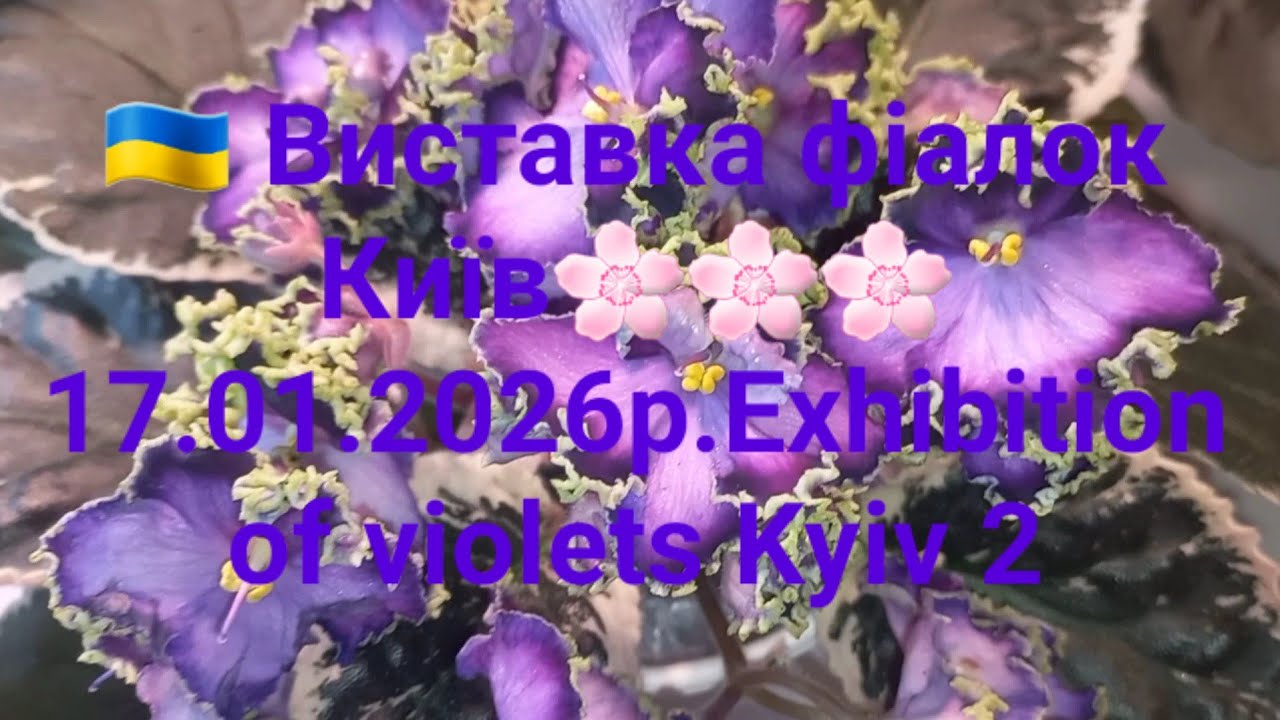 🇺🇦 Виставка фіалок Київ🌸🌸🌸 17.01.2026р.Exhibition of violets Kyiv 2