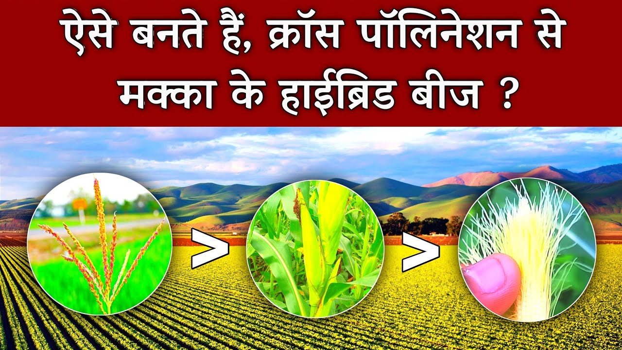 Seed Production in maize | Hybrid seed Production | हाइब्रिड बीज कैसे बनते हैं ?