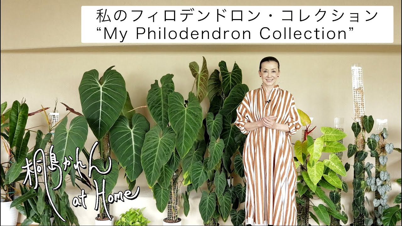 私のフィロデンドロン・コレクション My Philodendron Collection