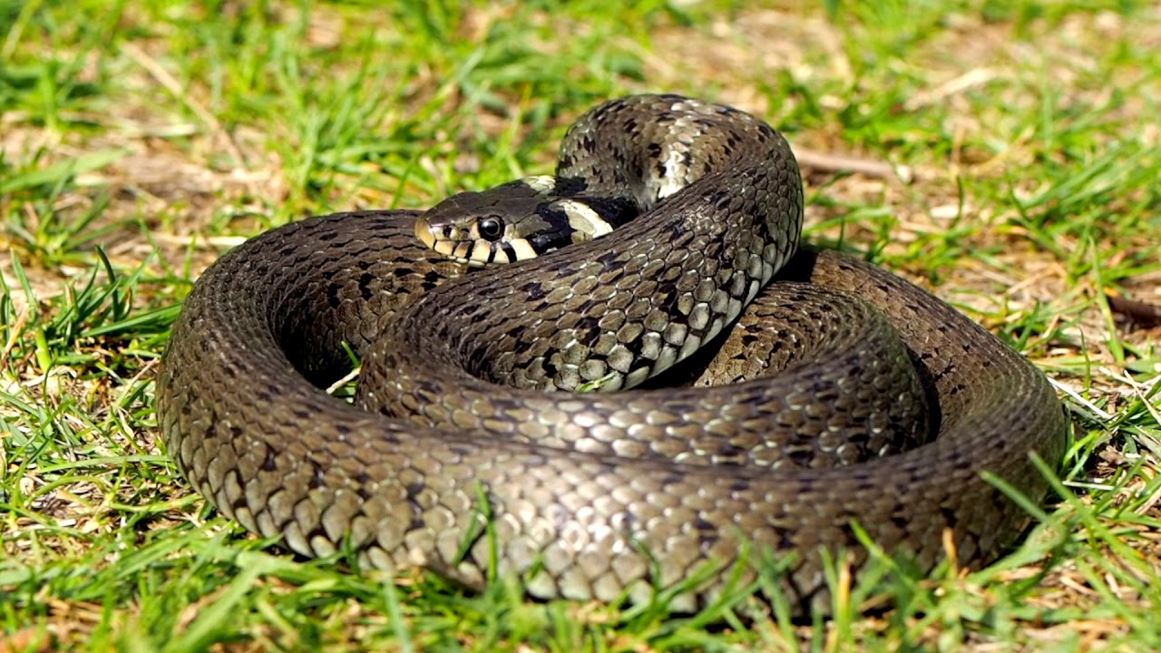 Cei mai buni înotători ai muntelui- amfibieni, reptile și pești din Parcul Național Ceahlău