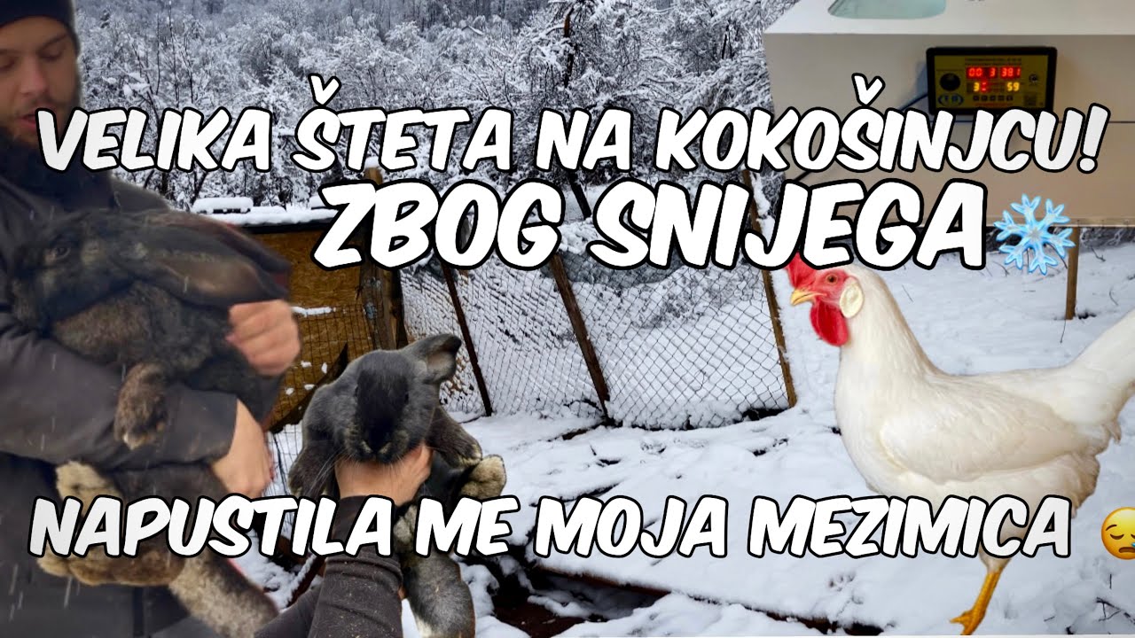 Tajne Inkubacije: Okretati Jaja ili Ne? + Vitamini Za Zdrave Koke!