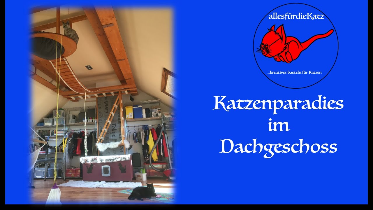Katzenparadies im Dachgeschoss
