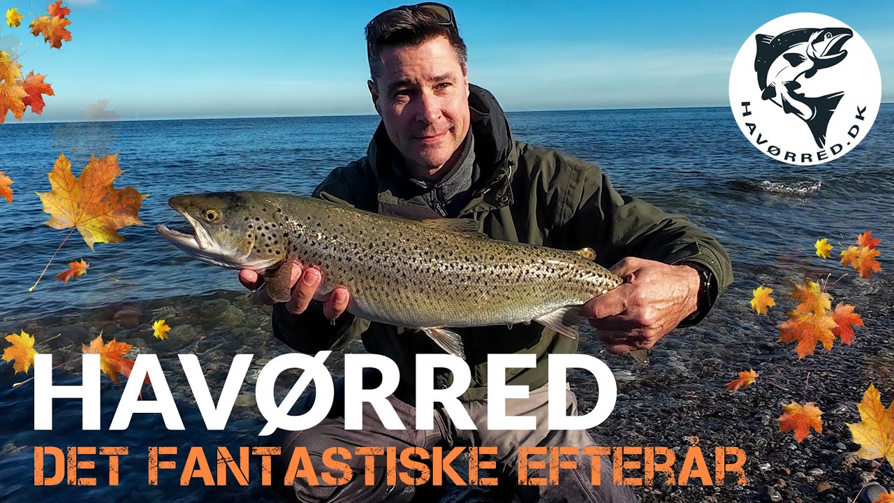 Havørred 🐟 Fiskeri 🎣 Det fantastiske efterår 🍂