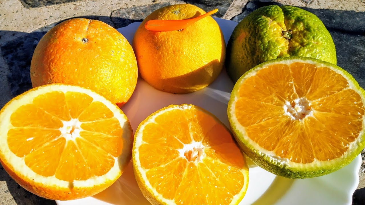 Why Oranges should not be orange (Citrus sinensis)