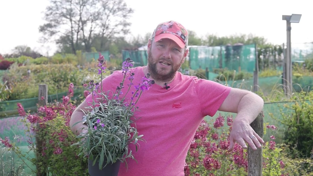 Plant Profile: Erysimum Bowles 