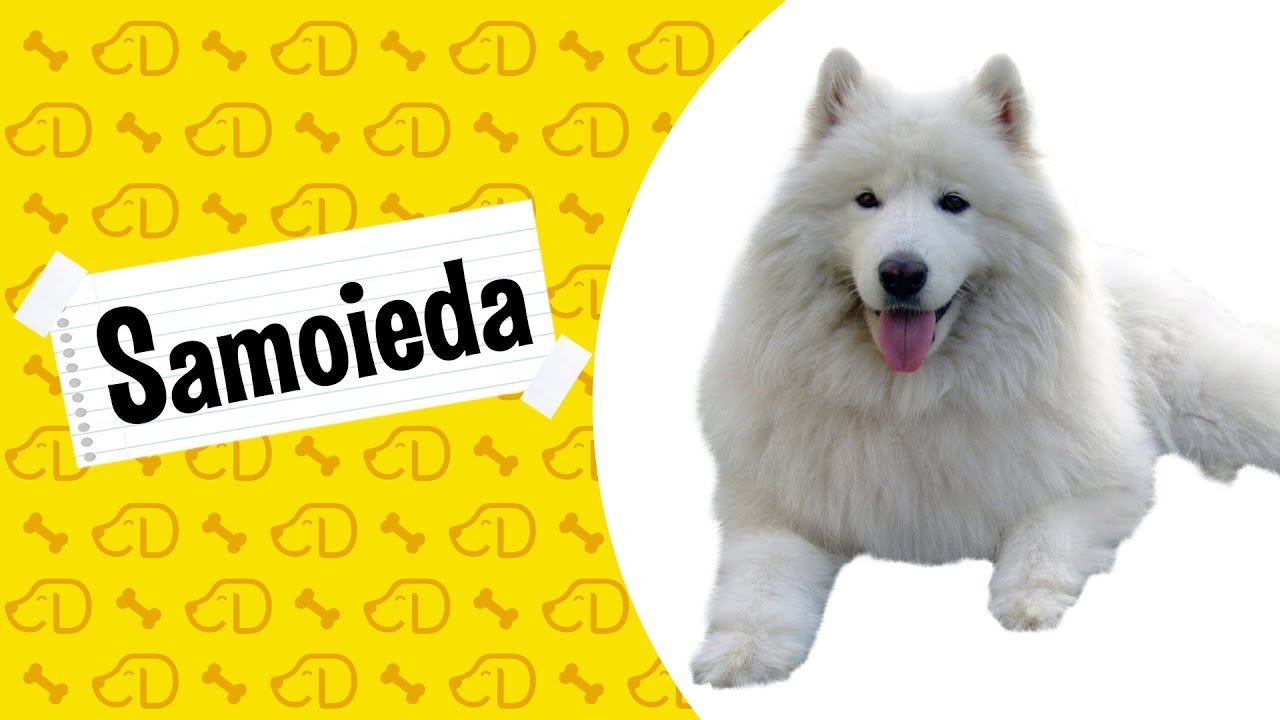Fatos sobre o SAMOIEDA! #Dogueiros #Samoieda #Raças